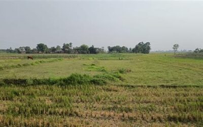Vacant Land – 320 Katha